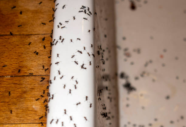 Best Pest Prevention Services  in Lenoir, NC