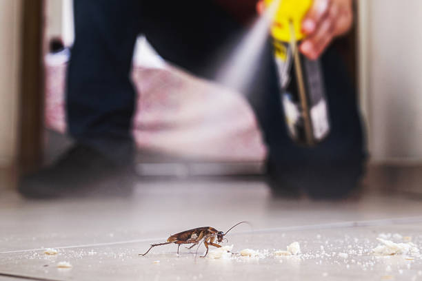 Best Wasp Removal Services  in Lenoir, NC