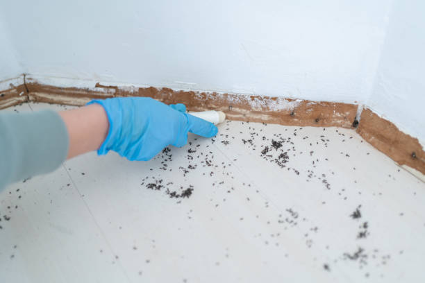 Best Pest Removal Services  in Lenoir, NC