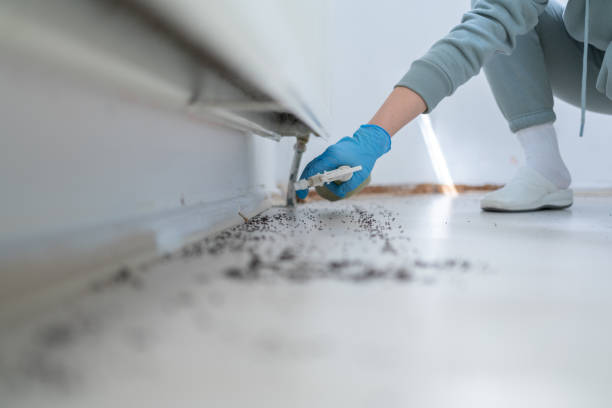 Best Wasp Removal Services  in Lenoir, NC
